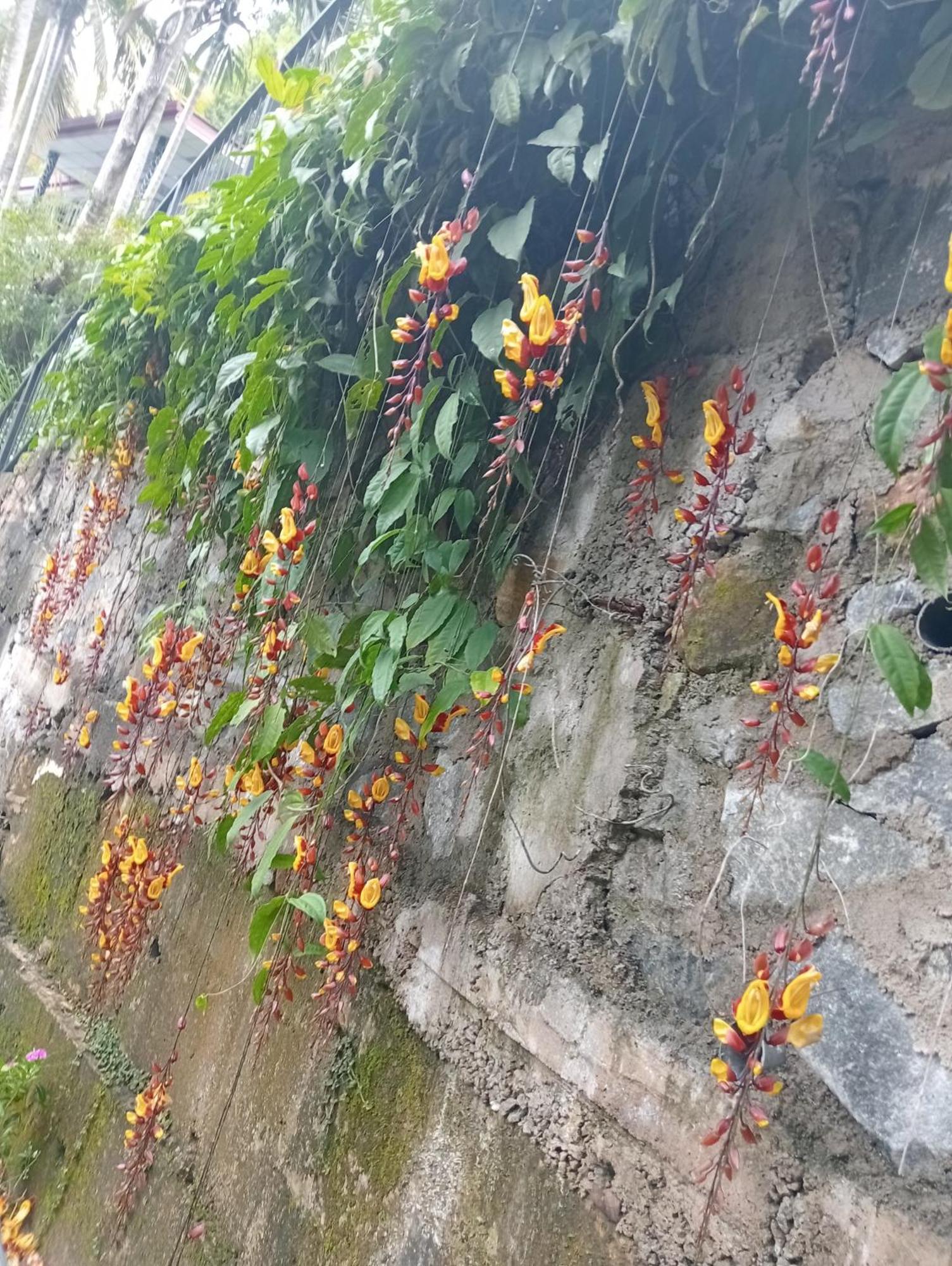 Cool Breeze View Bed & Breakfast Ella Luaran gambar